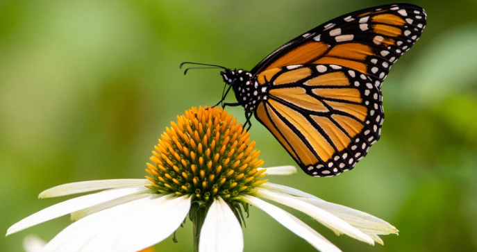 Adding more native plants to your yard can boost the local ecosystem