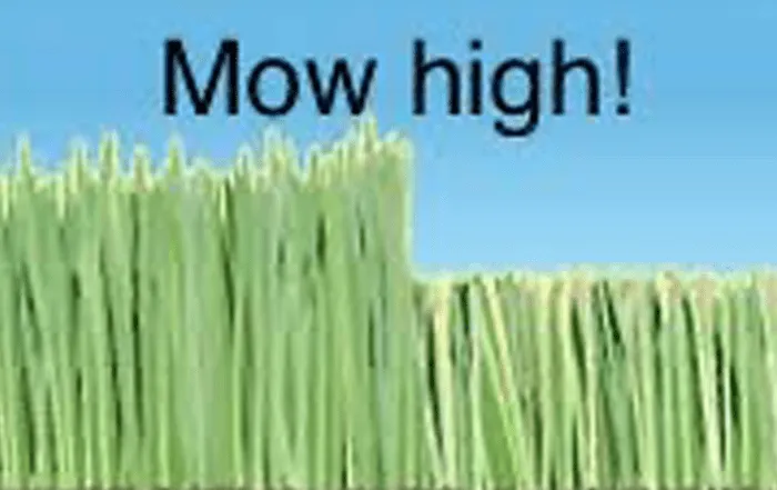 lawn-mow-high-2-700x441